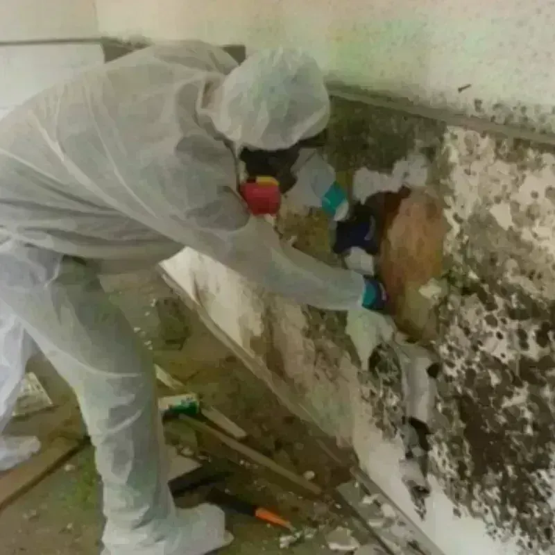 Mold Remediation and Removal in Pecatonica, IL